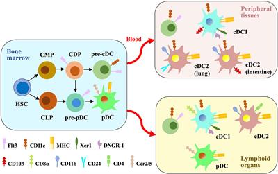 Insights into dendritic cell maturation during infection with application of advanced imaging techniques